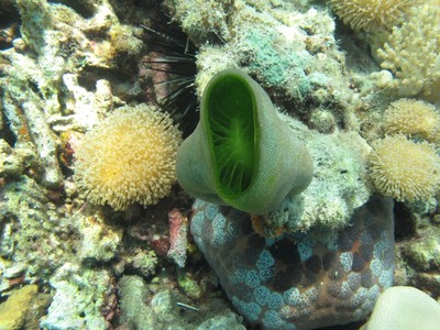 Coral alam kepulauan Seribu